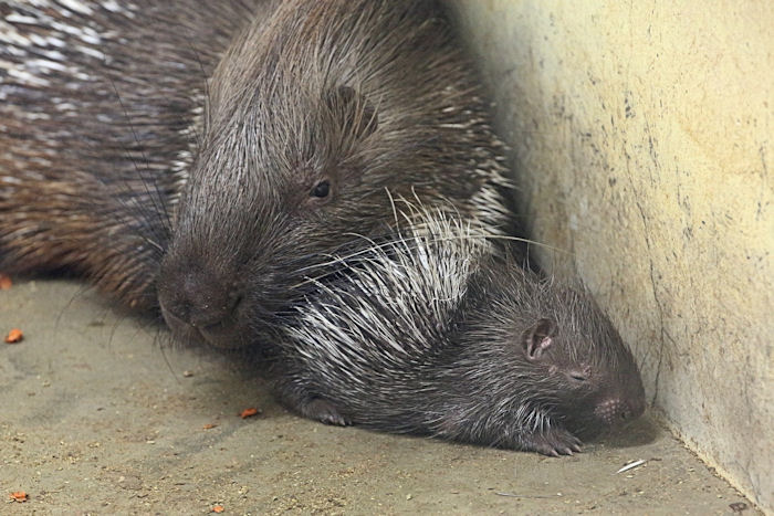 ヤマアラシの赤ちゃん 動物園放浪記