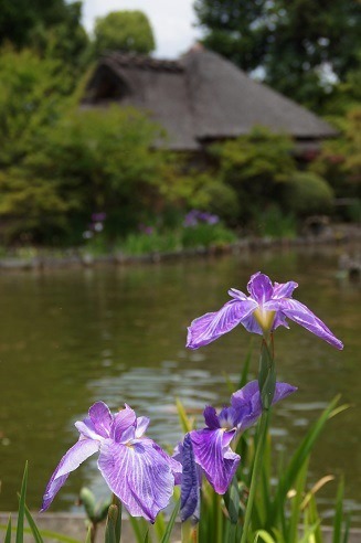 花菖蒲＆紫陽花　　～梅宮大社（京都）～_c0235725_0261920.jpg