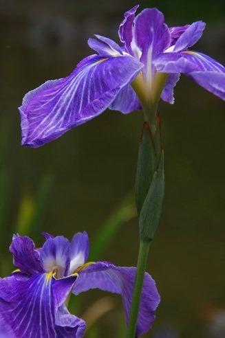 花菖蒲&紫陽花 ~梅宮大社(京都)~_c0235725_0265565.jpg