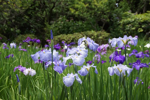 花菖蒲＆紫陽花　　～梅宮大社（京都）～_c0235725_0295556.jpg