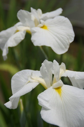 花菖蒲＆紫陽花　　～梅宮大社（京都）～_c0235725_0305947.jpg