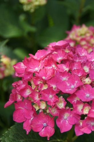 花菖蒲＆紫陽花　　～梅宮大社（京都）～_c0235725_0321371.jpg