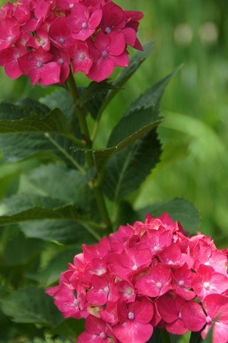 花菖蒲＆紫陽花　　～梅宮大社（京都）～_c0235725_0325244.jpg