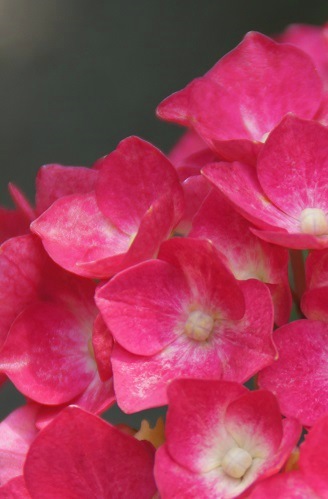 花菖蒲＆紫陽花　　～梅宮大社（京都）～_c0235725_0333270.jpg