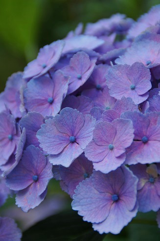 花菖蒲&紫陽花 ~梅宮大社(京都)~_c0235725_040497.jpg
