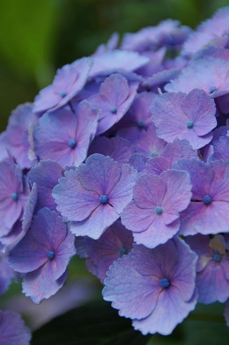 花菖蒲＆紫陽花　　～梅宮大社（京都）～_c0235725_040497.jpg