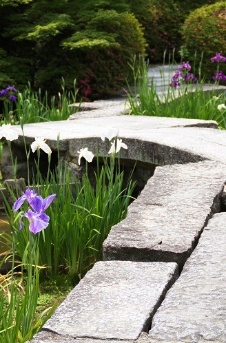 花菖蒲&紫陽花 ~梅宮大社(京都)~_c0235725_0453054.jpg