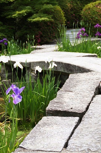 花菖蒲＆紫陽花　　～梅宮大社（京都）～_c0235725_0453054.jpg