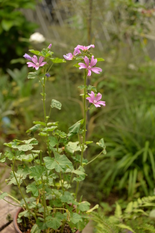 今日の庭の花たち_e0335926_13252279.jpg