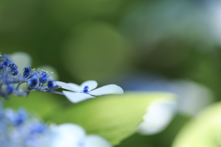 紫陽花　【June 2014 茶屋ヶ坂公園】_f0253927_2363599.jpg