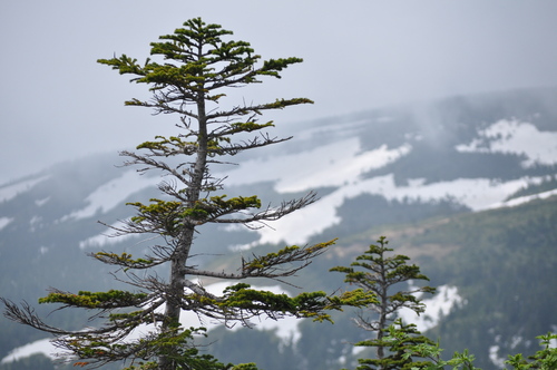 高山植物の宝庫_a0248728_16573934.jpg