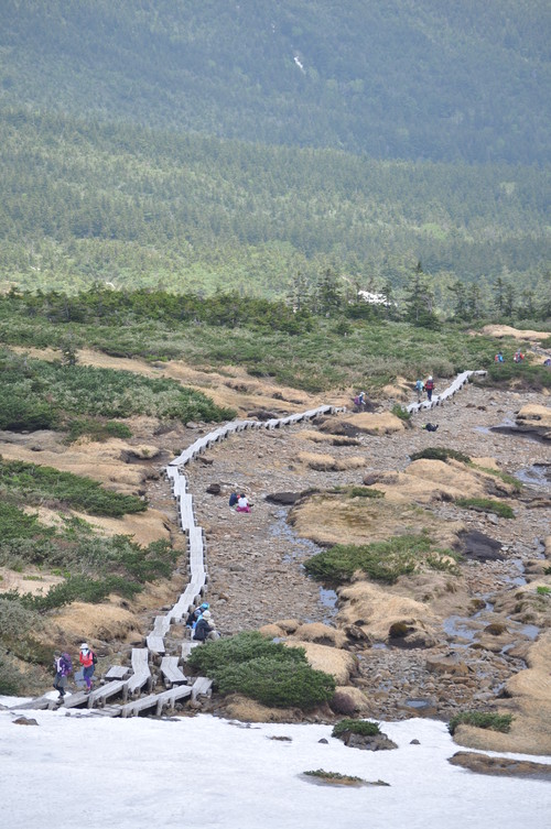 高山植物の宝庫_a0248728_16583954.jpg