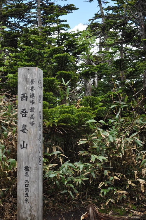 高山植物の宝庫_a0248728_17181275.jpg