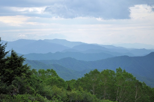 高山植物の宝庫_a0248728_17305024.jpg