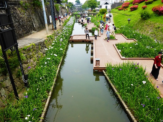 高瀬浦川の花菖蒲　熊本の観光＆グルメ　_d0086228_10475367.jpg