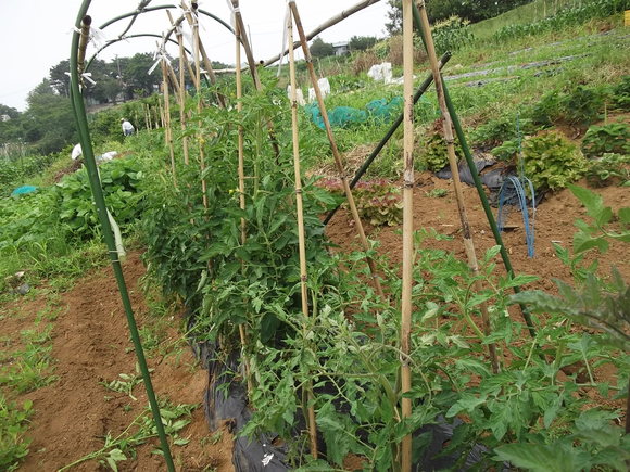 トマトの斜め 寝かせ 植えの中間報告 家庭菜園日記 すろーらいふ 茅ケ崎のはまちゃん 野菜つくり