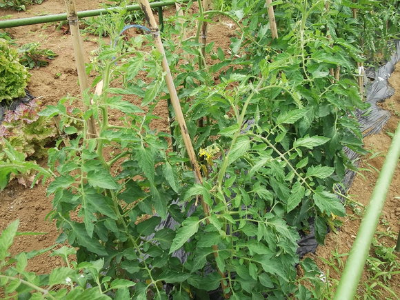 トマトの斜め(寝かせ)植えの中間報告!_b0137932_11562994.jpg