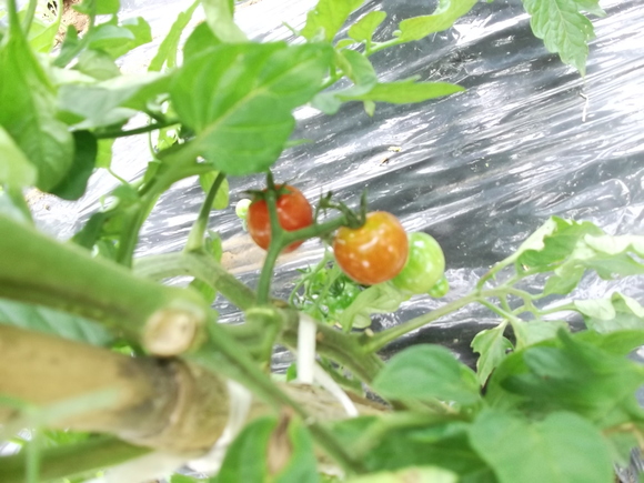 トマトの斜め 寝かせ 植えの中間報告 家庭菜園日記 すろーらいふ 茅ケ崎のはまちゃん 野菜つくり