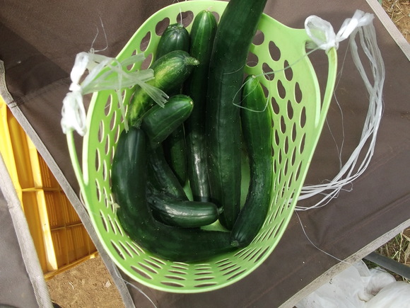 トマトの斜め(寝かせ)植えの中間報告!_b0137932_11581931.jpg