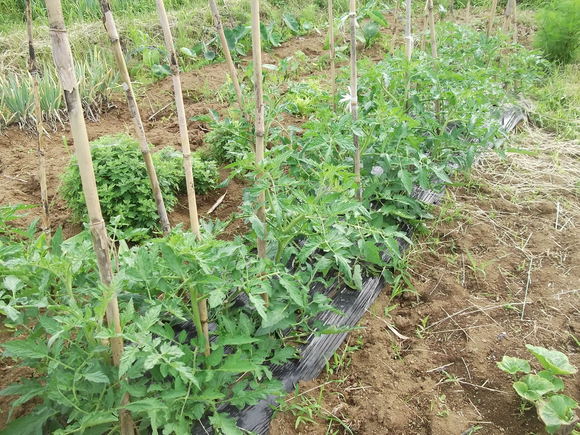 トマトの斜め(寝かせ)植えの中間報告!_b0137932_1159310.jpg