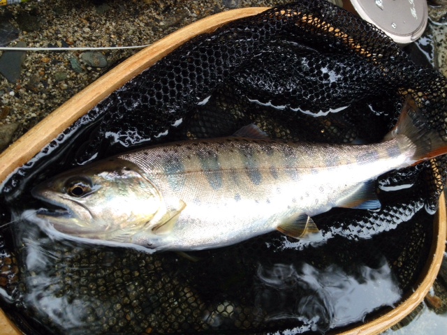 お気に入りのM川釣行 その1_c0149633_18164371.jpg