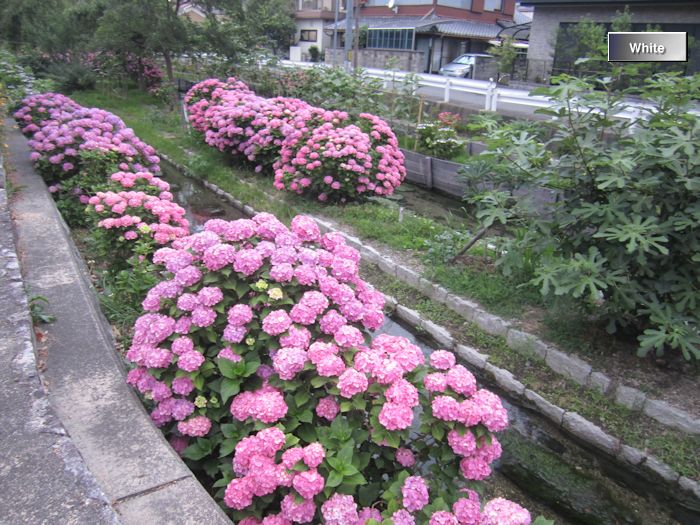 （名所）守山市の三津川河川公園（石垣島最終日の動画有り）_c0227134_1815356.jpg