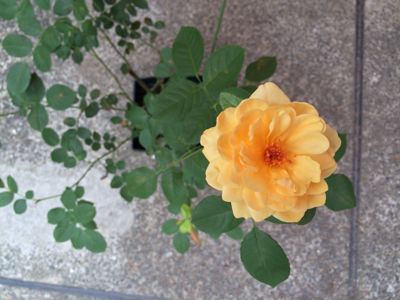 f0327534_915415.jpg