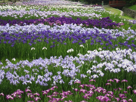 お花~♪♪♪_b0177436_17371458.jpg
