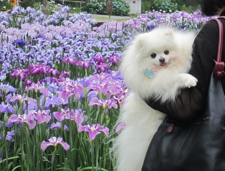 お花~♪♪♪_b0177436_17422868.jpg