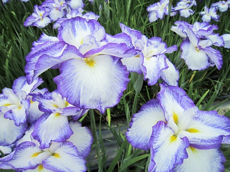お花~♪♪♪_b0177436_1744582.jpg