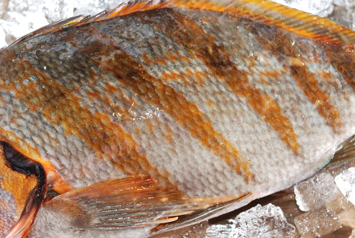 鷹羽鯛 タカノハダイ 縦 斜めに走る縞模様と尾びれの斑点が綺麗な魚 魚屋三代目日記 鷹羽鯛 タカノハダイ 縦 斜めに走る縞模様と尾びれの斑点が綺麗な魚 魚屋三代目日記