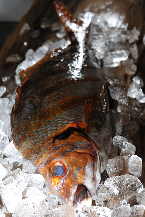 鷹羽鯛 タカノハダイ 縦 斜めに走る縞模様と尾びれの斑点が綺麗な魚 魚屋三代目日記 鷹羽鯛 タカノハダイ 縦 斜めに走る縞模様と尾びれの斑点が綺麗な魚 魚屋三代目日記