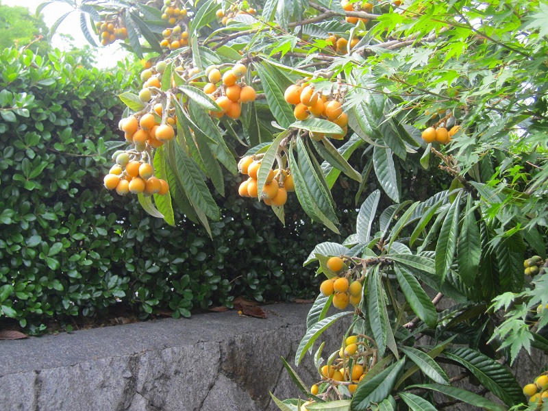 e0237645_06788.jpg