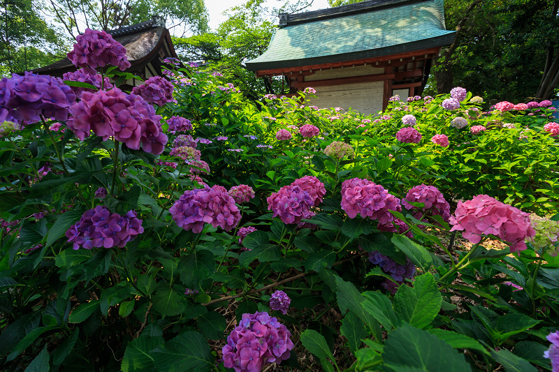 紫陽花まつり（藤森神社）_f0155048_21223857.jpg