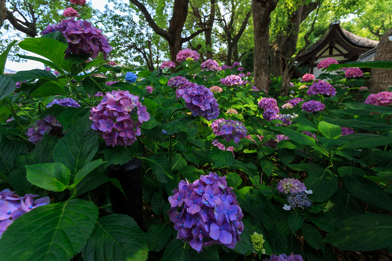 紫陽花まつり（藤森神社）_f0155048_21302980.jpg