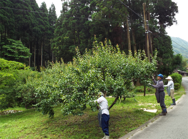 石見銀山梅実採り_f0214649_6384834.jpg