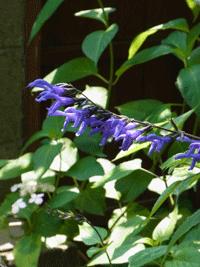 e0010353_2140345.gif