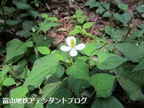 【アテンダント観光研修】近くて便利な上市町まで_a0243562_15564113.jpg