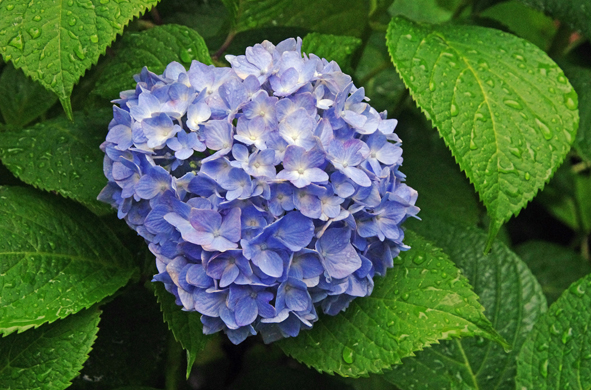 アジサイ咲いて花雨の降る　府中市郷土の森　　_e0235964_14171248.jpg