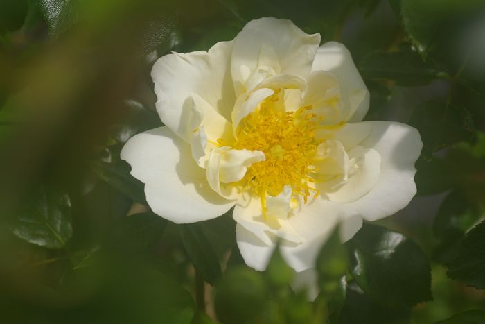 バラ シティ オブ ヨーク City Of York ふじふじの花らいふ
