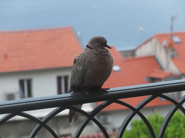 d0193569_21451990.jpg