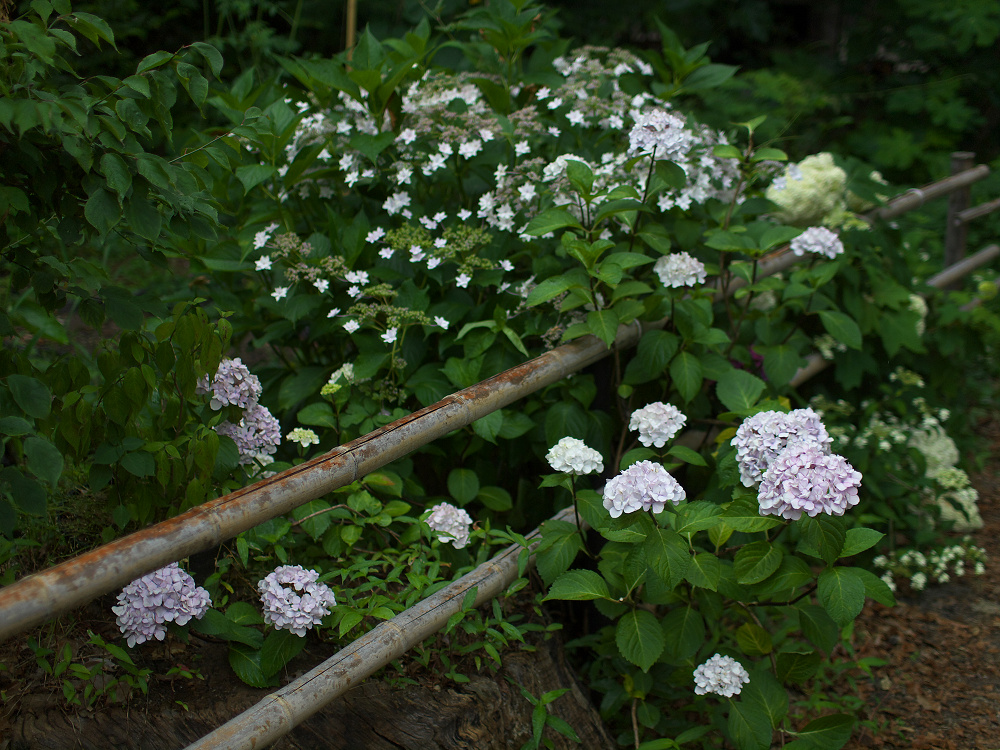 紫陽花　2014　　　藤森神社　　　　　　　　　　　　　　　　_f0021869_002827.jpg