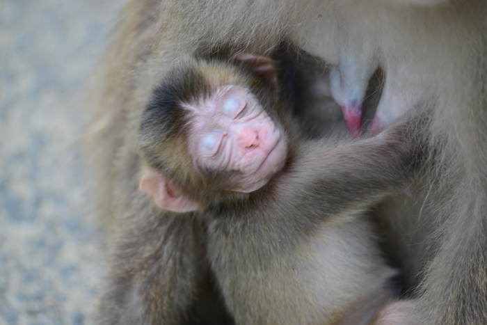 別府・高崎山サル写真_e0171573_1335619.jpg