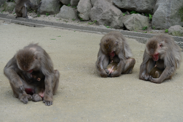 別府・高崎山サル写真_e0171573_1341148.jpg