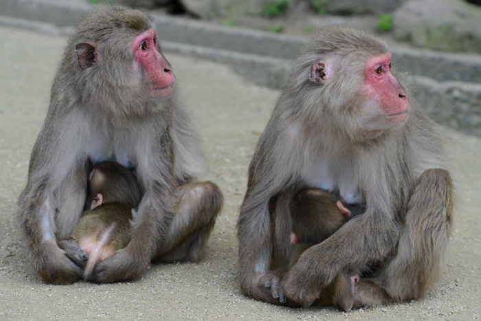 別府・高崎山サル写真_e0171573_134698.jpg