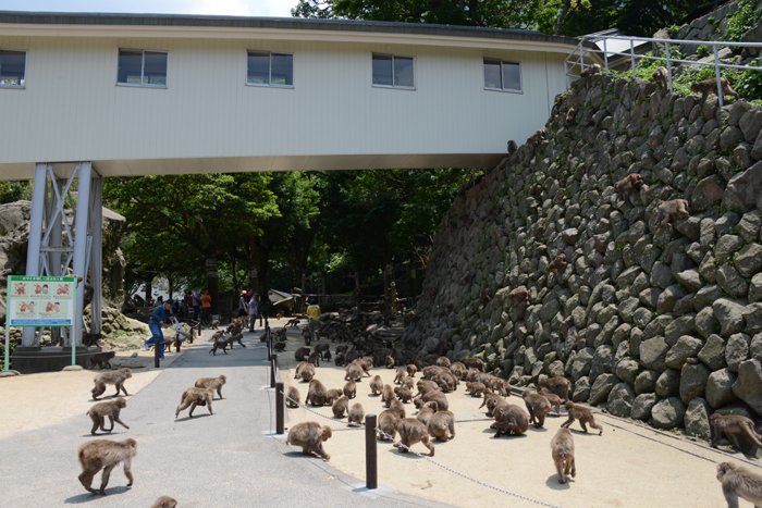別府・高崎山サル写真_e0171573_1355236.jpg