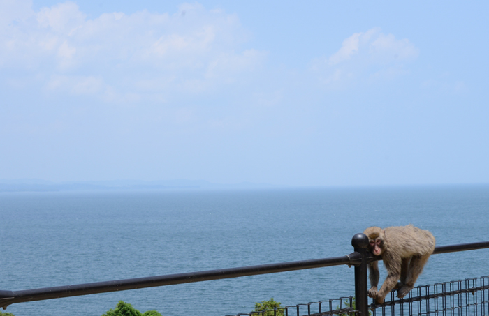 別府・高崎山サル写真_e0171573_1355874.jpg