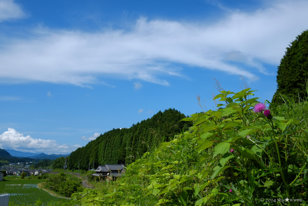 a0142976_8538.jpg