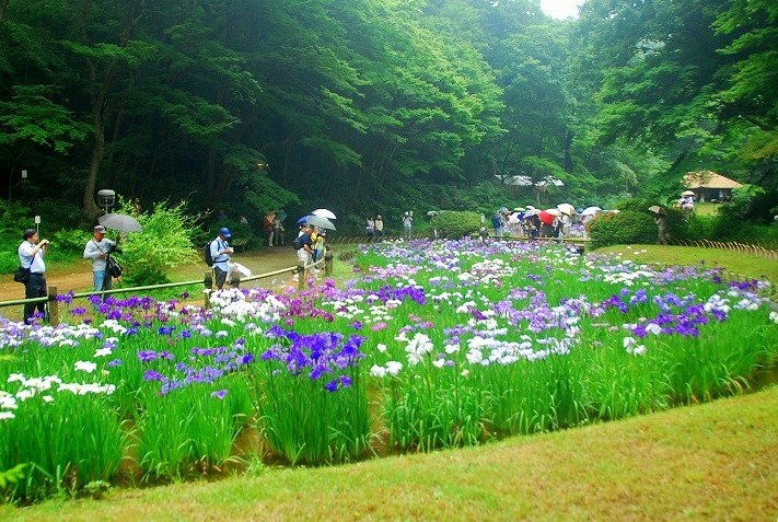 雨に濡れて神宮の花菖蒲は_c0187781_23224260.jpg