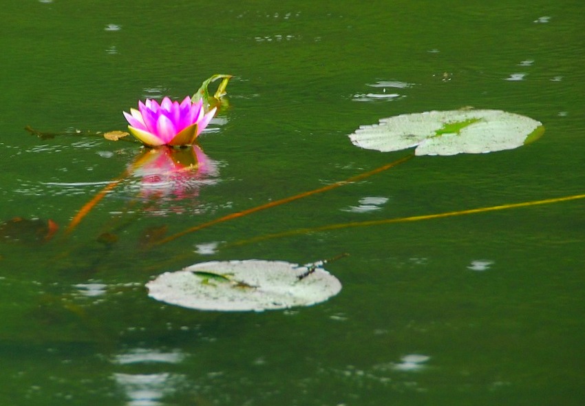 雨に濡れて神宮の花菖蒲は_c0187781_23242912.jpg